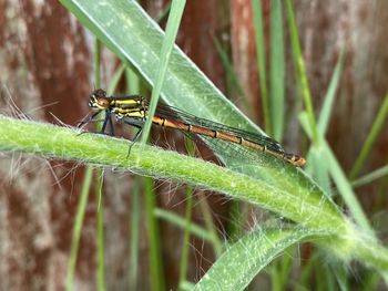 Close-up of insect on leaf