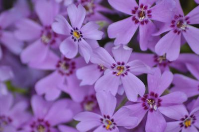 Close-up of pink flowers