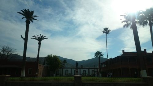 Low angle view of palm trees against sky