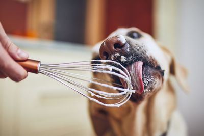 Close-up of hand holding dog