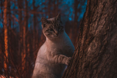 Cat lying on tree trunk