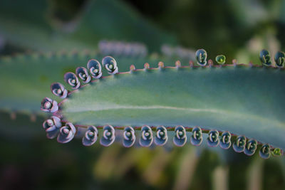 Close-up of raindrops on plant