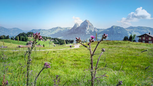 Scenic view of grassy field against sky