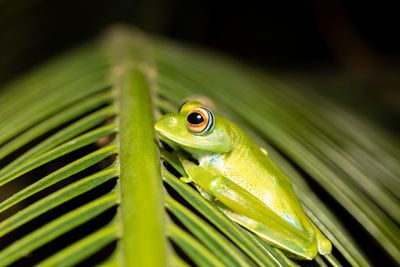 Close-up of frog on leaf