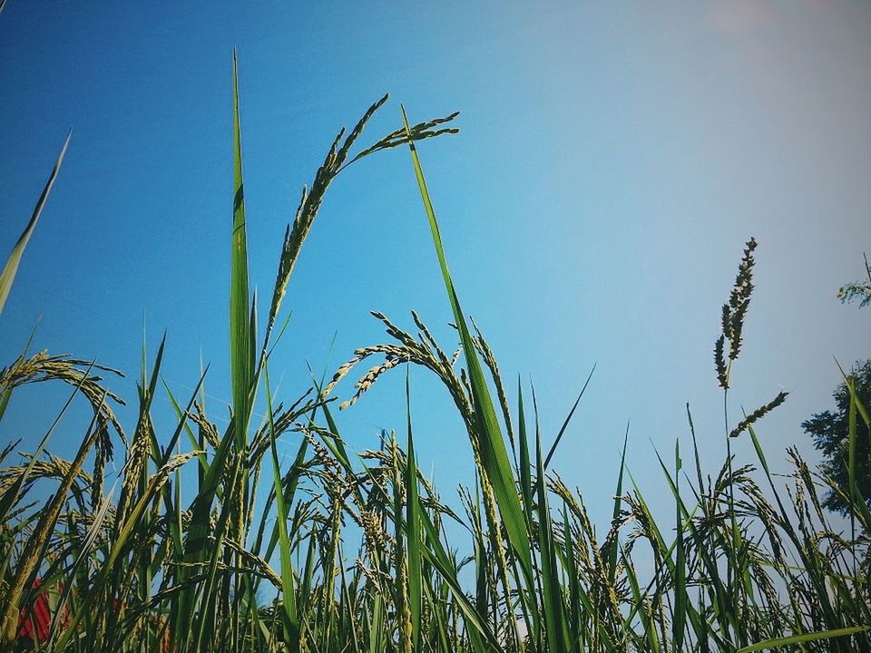 growth, nature, crop, plant, blue, no people, sky, beauty in nature, tranquility, day, field, outdoors, agriculture, clear sky, rural scene, close-up