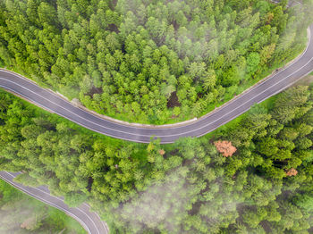 Aerial view of winding road in high mountain pass trough dense green pine woods.