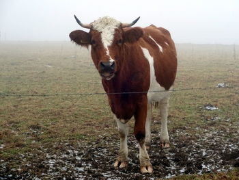 Portrait of cow