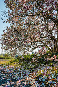 Low angle view of cherry blossom tree in park