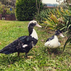 Ducks on a field