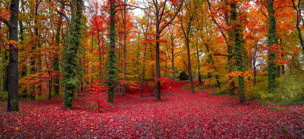 View of autumn trees in forest