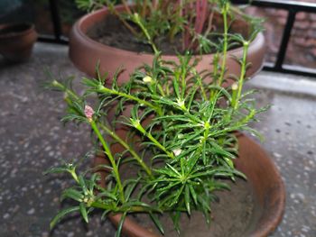 High angle view of potted plant