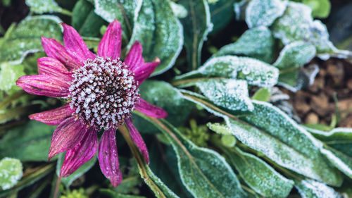 Close-up of purple flowering plant