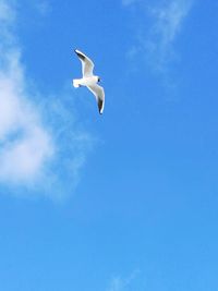 Low angle view of bird flying against blue sky