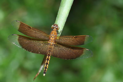 Close-up of dragonfly on leaf