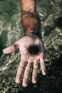 Cropped hand of man holding sea urchin