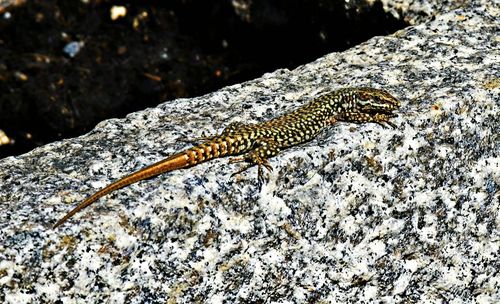 Close-up of lizard in water