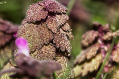 Close-up of purple flowering plant
