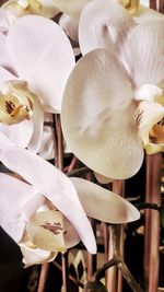 Full frame shot of flower