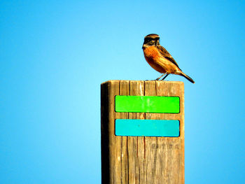 Bird perching on wooden post against blue sky