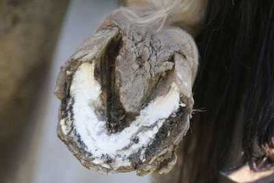 Close-up of horse leg