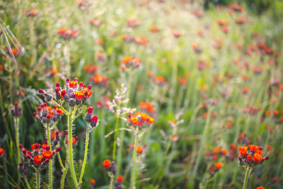 Close-up of red flowering plants