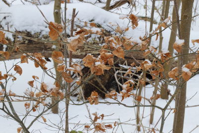 Close-up of snow covered leaves during winter