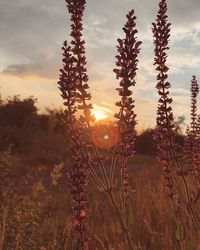 Plants on field against sky during sunset