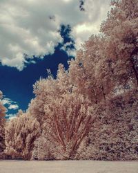 Scenic view of tree against sky