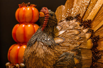 Pumpkins on display