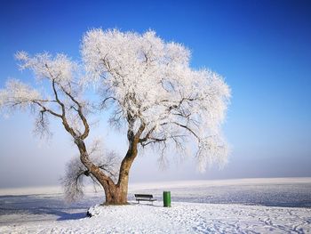 Bare tree by sea against clear blue sky