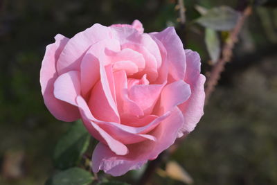 Close-up of pink rose