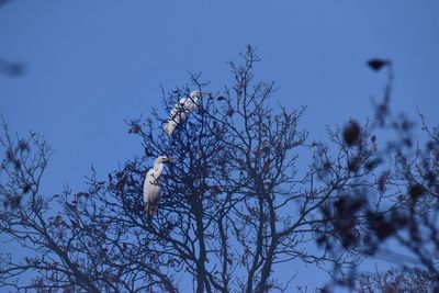 Low angle view of bird perching on tree against sky