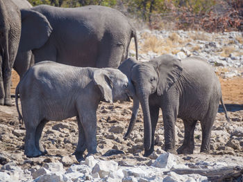 Two elephant calfs playing in etosha national park, namibia