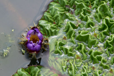 Close up of purple flower