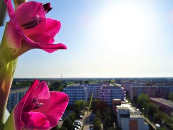 Close-up of pink flowering plant against sky