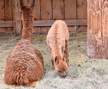 Baby alpaca with mother