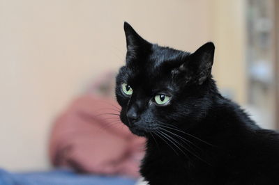 Close-up portrait of cat sitting at home