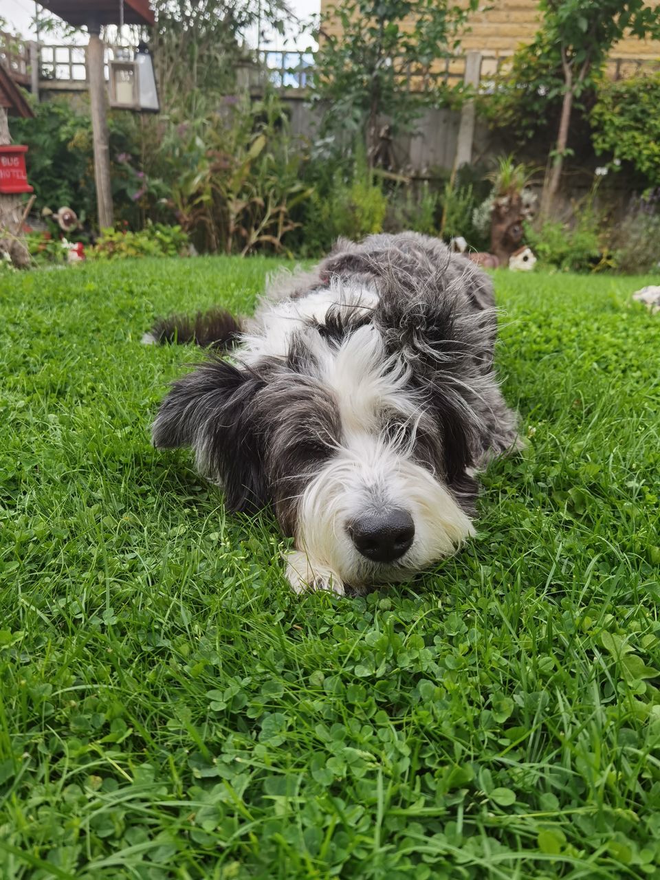 CLOSE-UP PORTRAIT OF A DOG