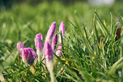 Close-up of purple crocus flowers on field