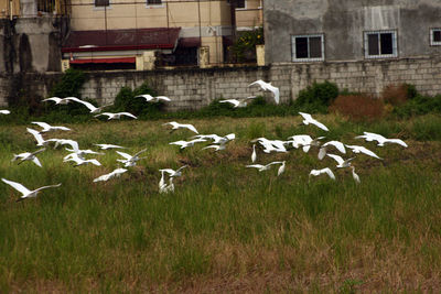 Seagulls flying in a building