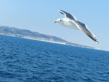 Seagull flying over sea against clear sky