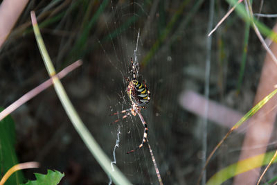 Close-up of spider on web