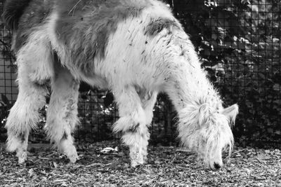 Horse standing in a field