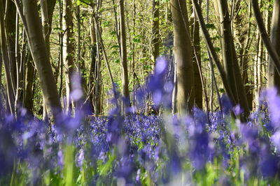 Trees in a forest