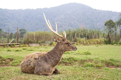 The javan rusa or sunda sambar or rusa timorensis at ranca upas ciwidey, bandung, indonesia