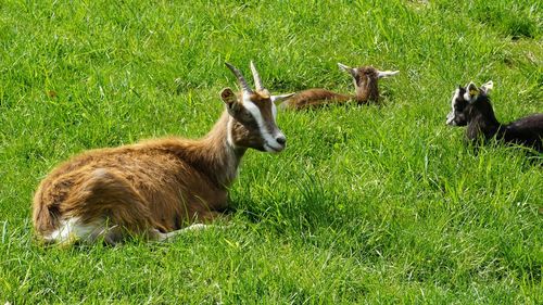 Goats on grassy field