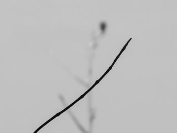 Close-up of silhouette plant against clear sky