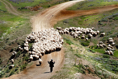 High angle view of people walking on field