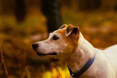 Portrait dog jack russell terrier in the autumn forest
