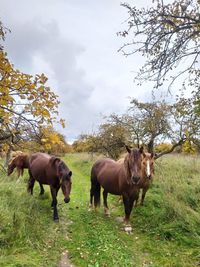 Horses standing in a field